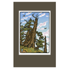 Bristlecone Pine Matted Print